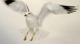 Flying Dove5610817483 272x150 - Flying Dove - Labrador, Flying, Dove